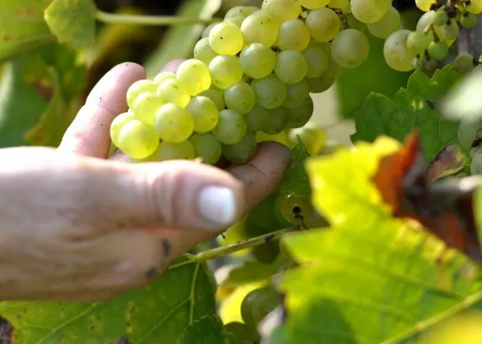 Hotel Gaestehaus Wein Im Turm Longuich
