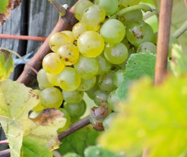 Gaestehaus Wein Im Turm 2*